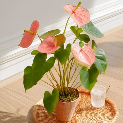 Anthurium