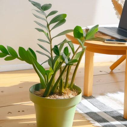 Zamioculcas